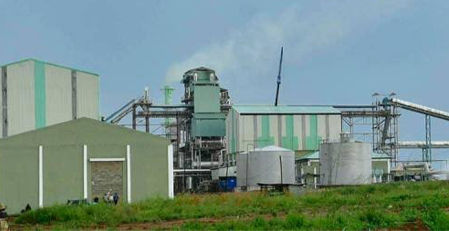 Sugar Plants