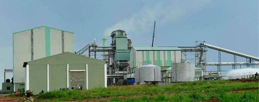 Sugar Plants